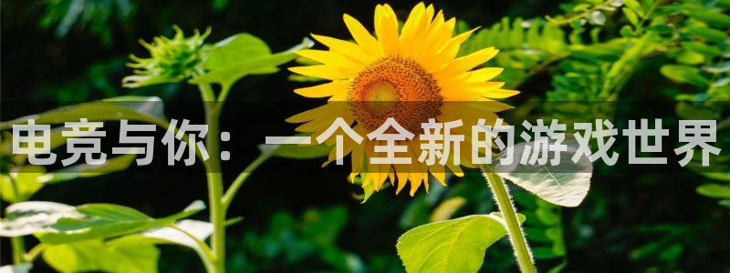 乐竞电竞app：电竞与你：一个全新的游戏世界